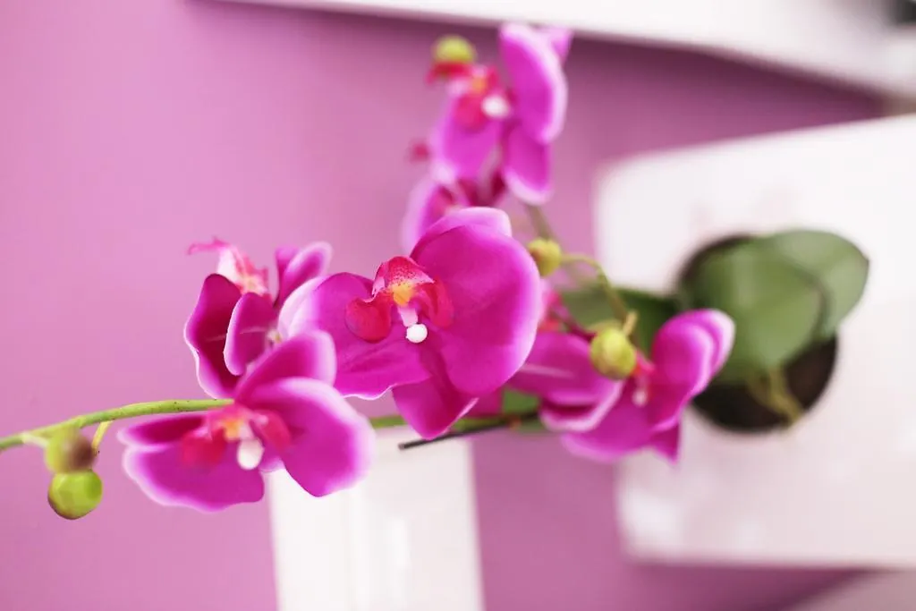 *** Guest house Iris Room Rome Italy